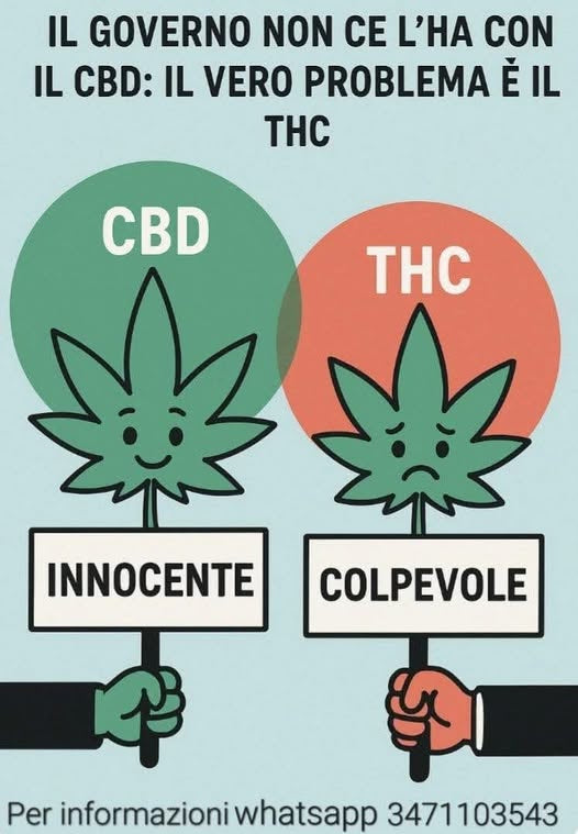 CBD Isolato: Perché È L’Unica Scelta Sicura, Legale ed Efficace in Italia
