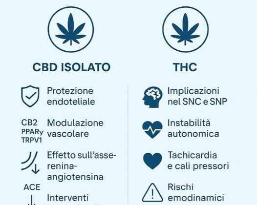 benefici del cbd per l'ipetensione rischi del thc agrilab