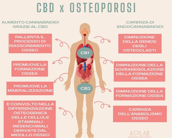 cbd e osteoporosi come agisce e benefici 