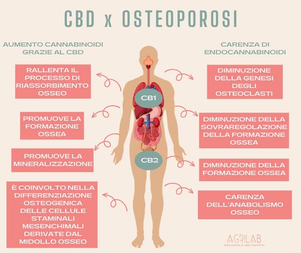 cbd e osteoporosi come agisce e benefici 