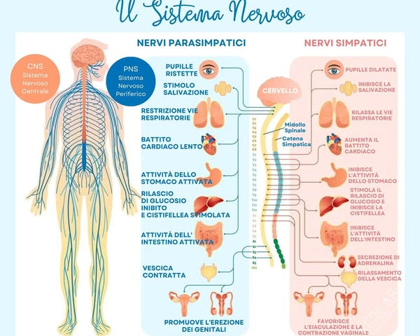 benefici del cbd sul sistema nervoso