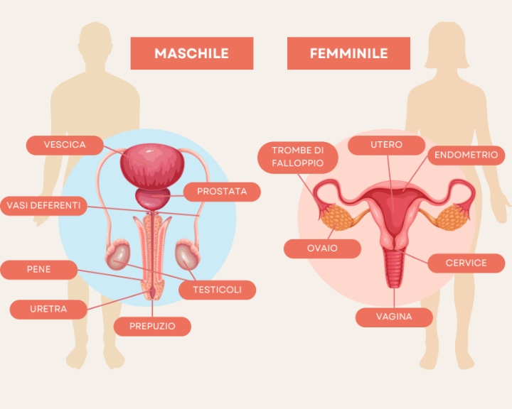sistema riproduttivo maschile femminile agrilab
