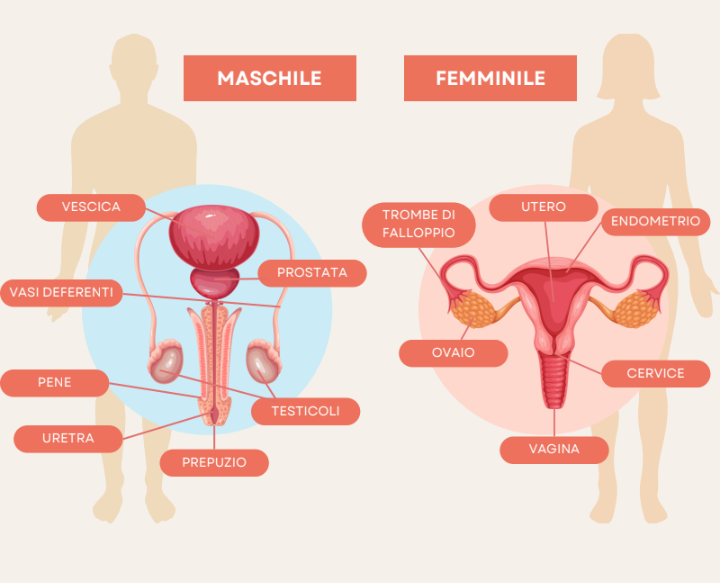 sistema riproduttivo maschile femminile agrilab