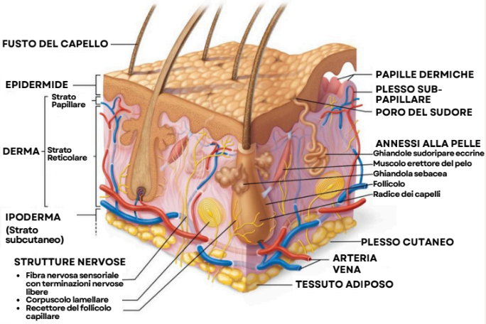Agrilab - Curarsi col CBD - CBD, SEC e Sistema Tegumentario